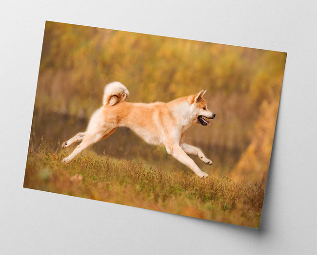 Rennender Akita Inu Main Image