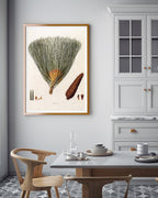 Pinus Palustris - Sumpf-Kiefer mit Zapfen