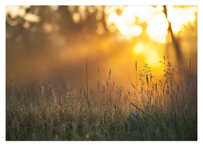 Sonnenstrahlen auf einer Wiese Hover Image