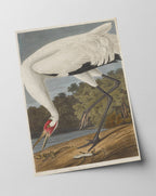John James Audubon - Storch auf Nahrungssuche