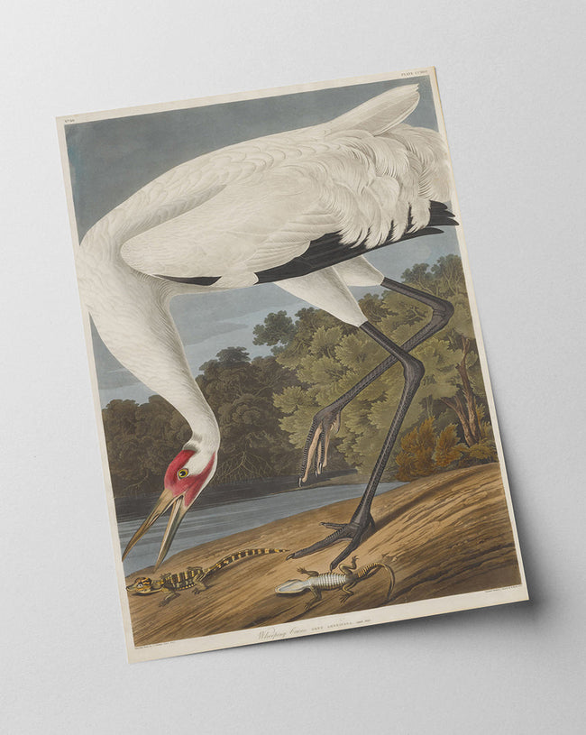 John James Audubon - Storch auf Nahrungssuche Main Image