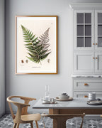 Polybotrya Osmundaceae - Zierpfeffer