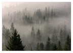 Wald im Nebel