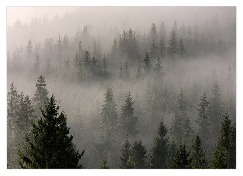 Wald im Nebel