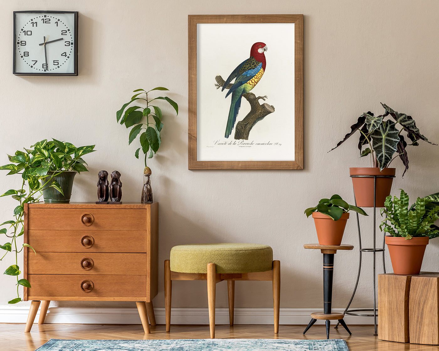 François Levaillant - Paradiesvogel