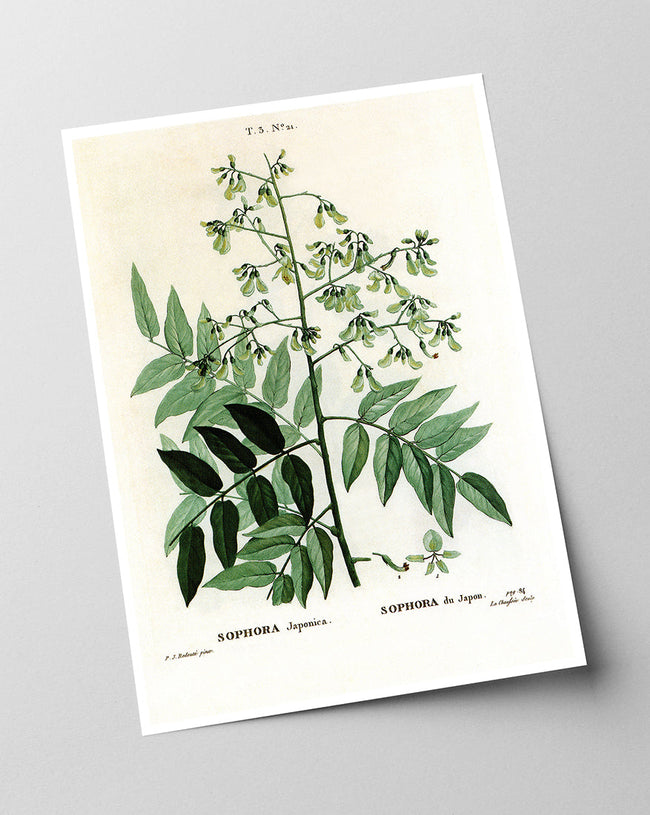 Sophora Japonica - Schnurbaum Main Image