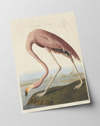 John James Audubon - Flamingo am Wasser I