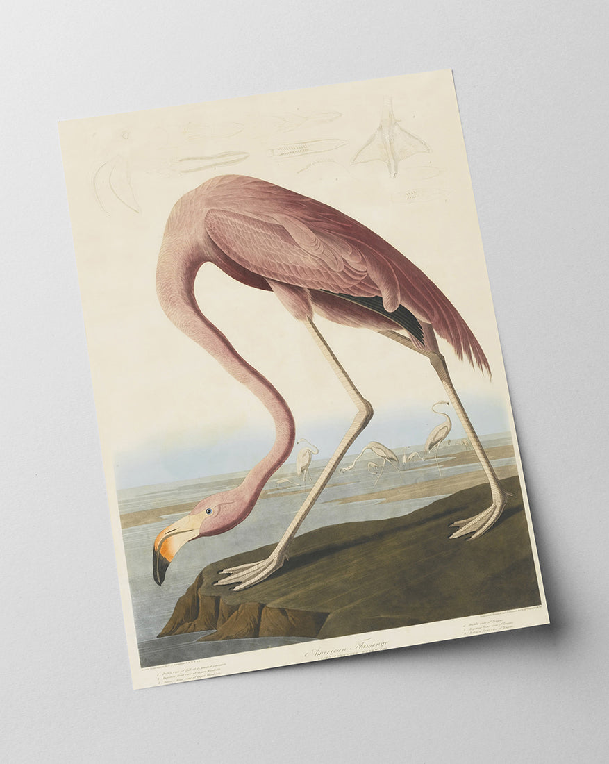 John James Audubon - Flamingo am Wasser I