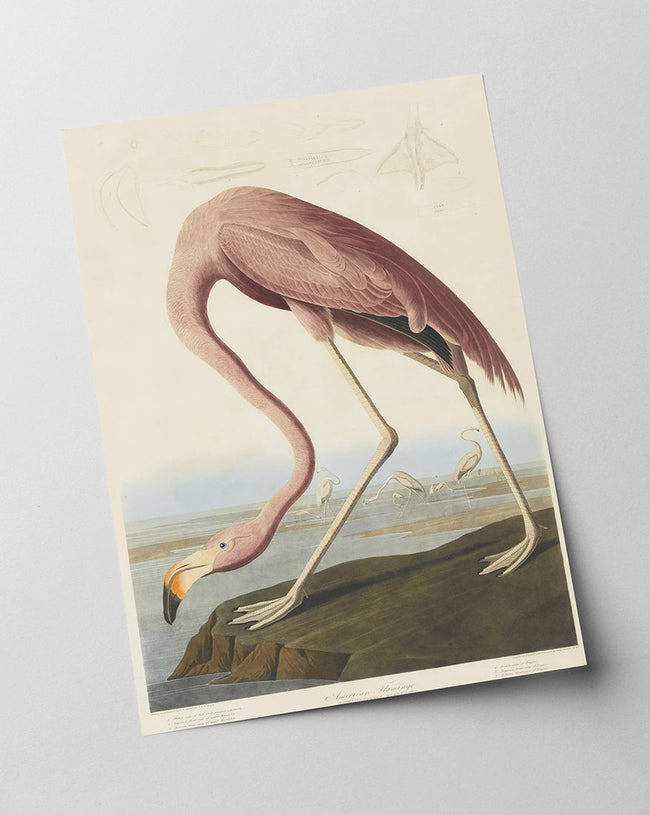 John James Audubon - Flamingo am Wasser I Main Image