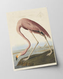 John James Audubon - Flamingo am Wasser I
