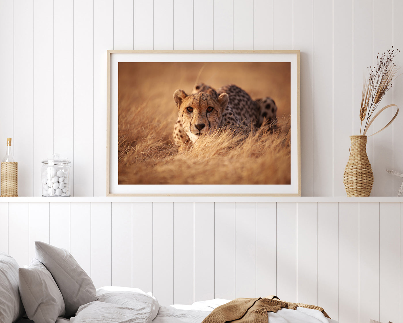 Anpirschender Gepard