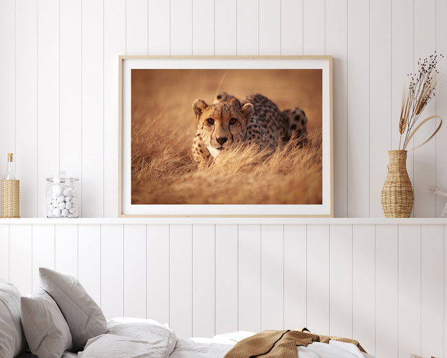 Anpirschender Gepard Main Image