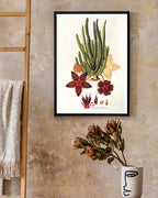 Stapelia Hircosa - Stapelien in Sternform