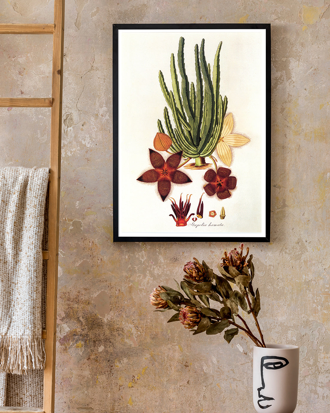 Stapelia Hircosa - Stapelien in Sternform