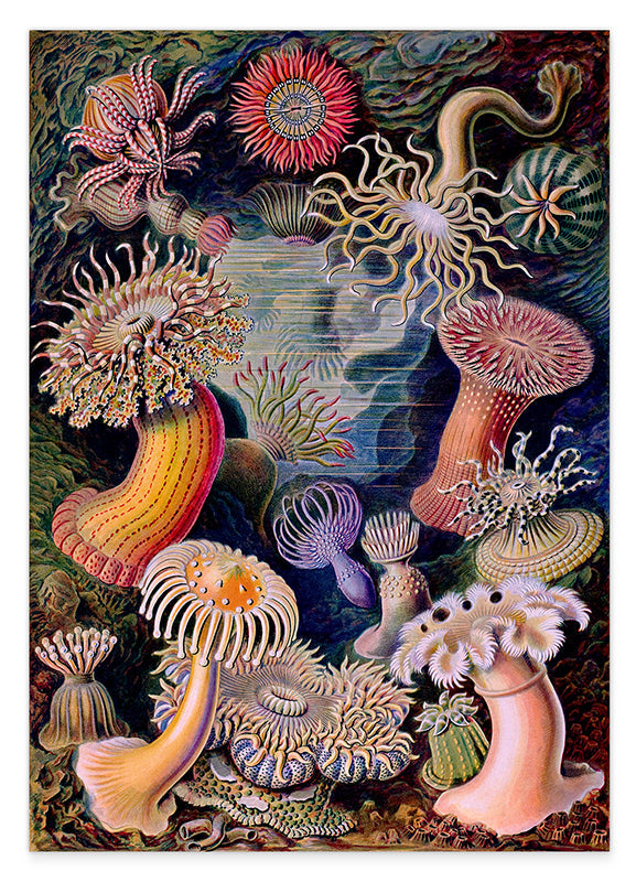 Ernst Haeckel - Anemonen Hover Image