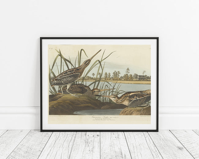 John James Audubon - Enten am Teich Main Image