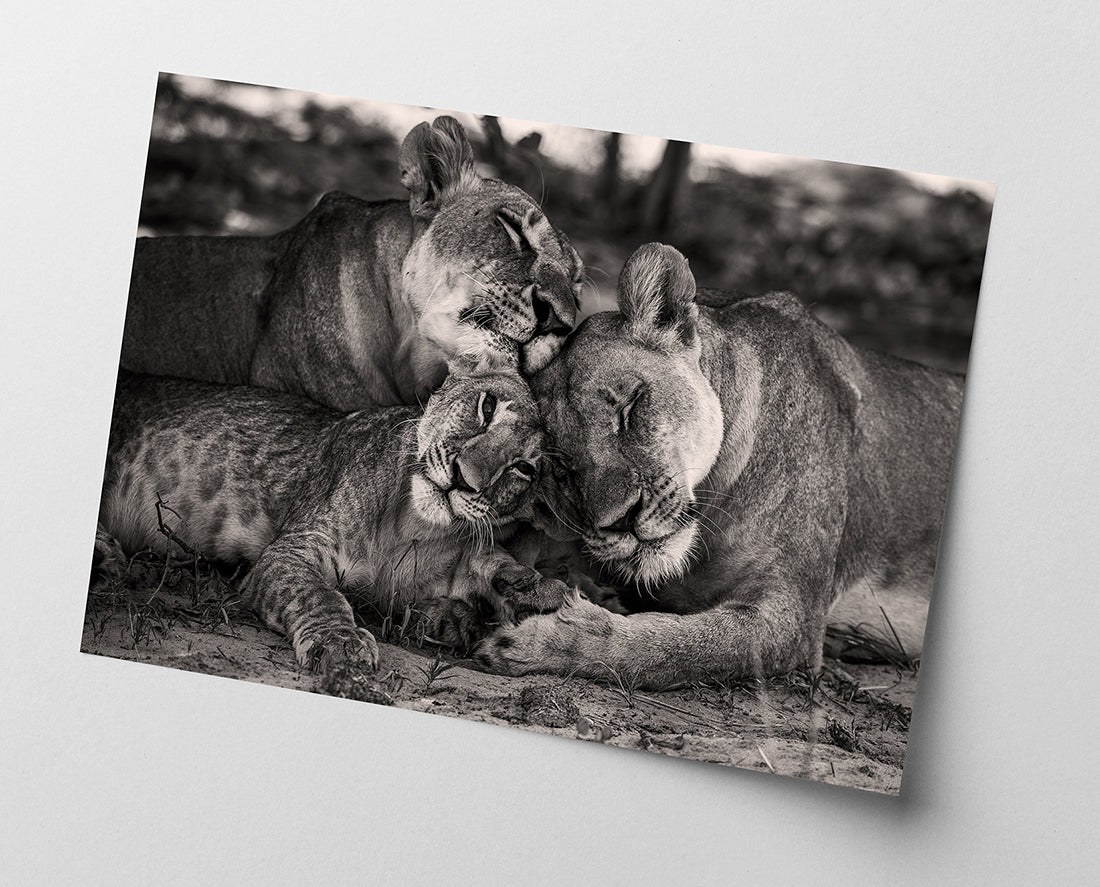 Kuschelnde Löwen in Schwarz-Weiß