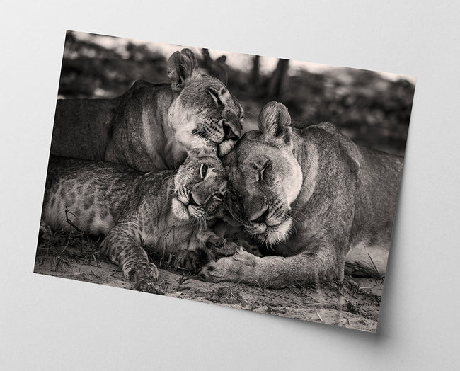 Kuschelnde Löwen in Schwarz-Weiß Main Image