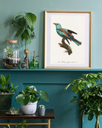 François Levaillant - Bunter Paradiesvogel