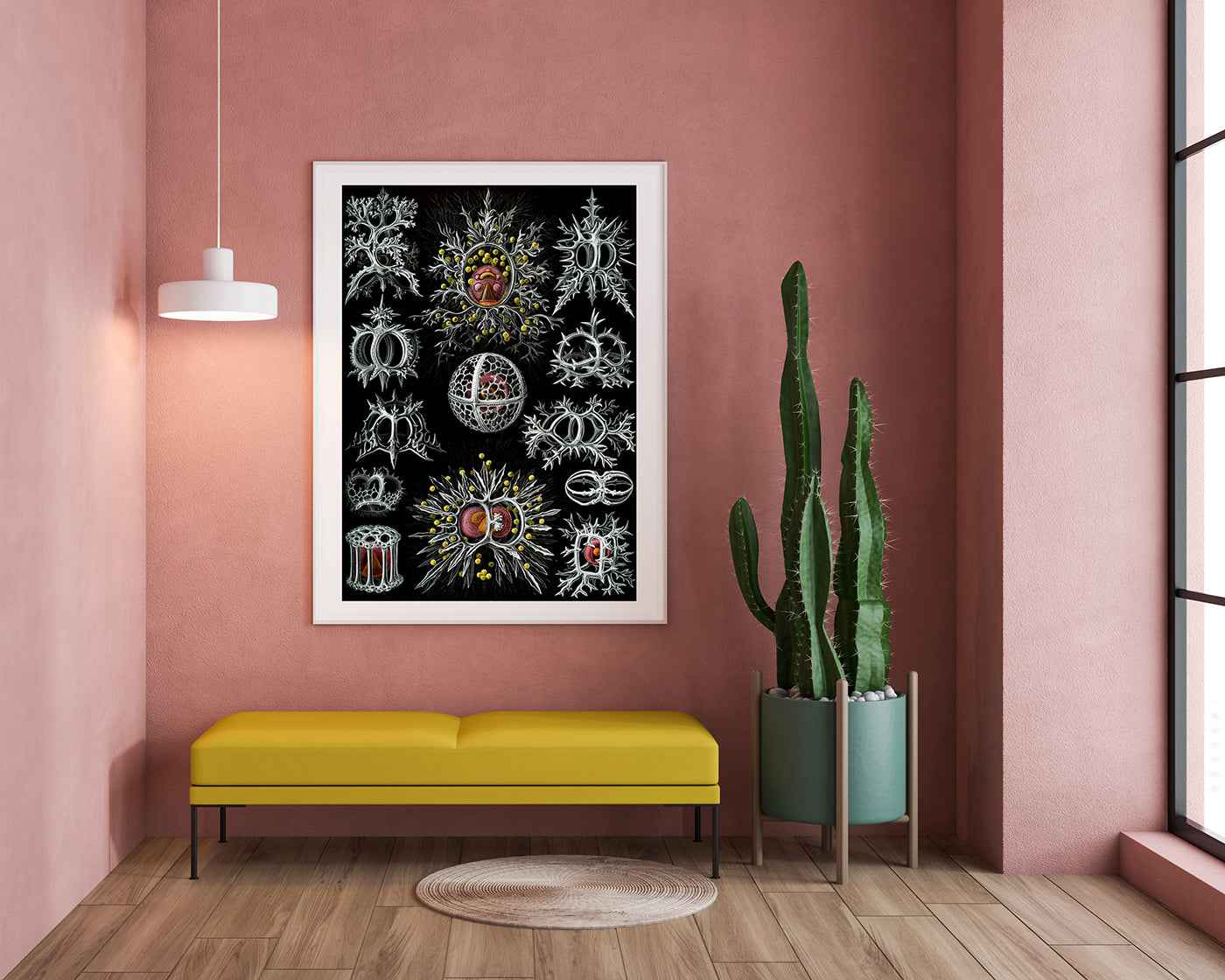 Ernst Haeckel - Mycetozoa