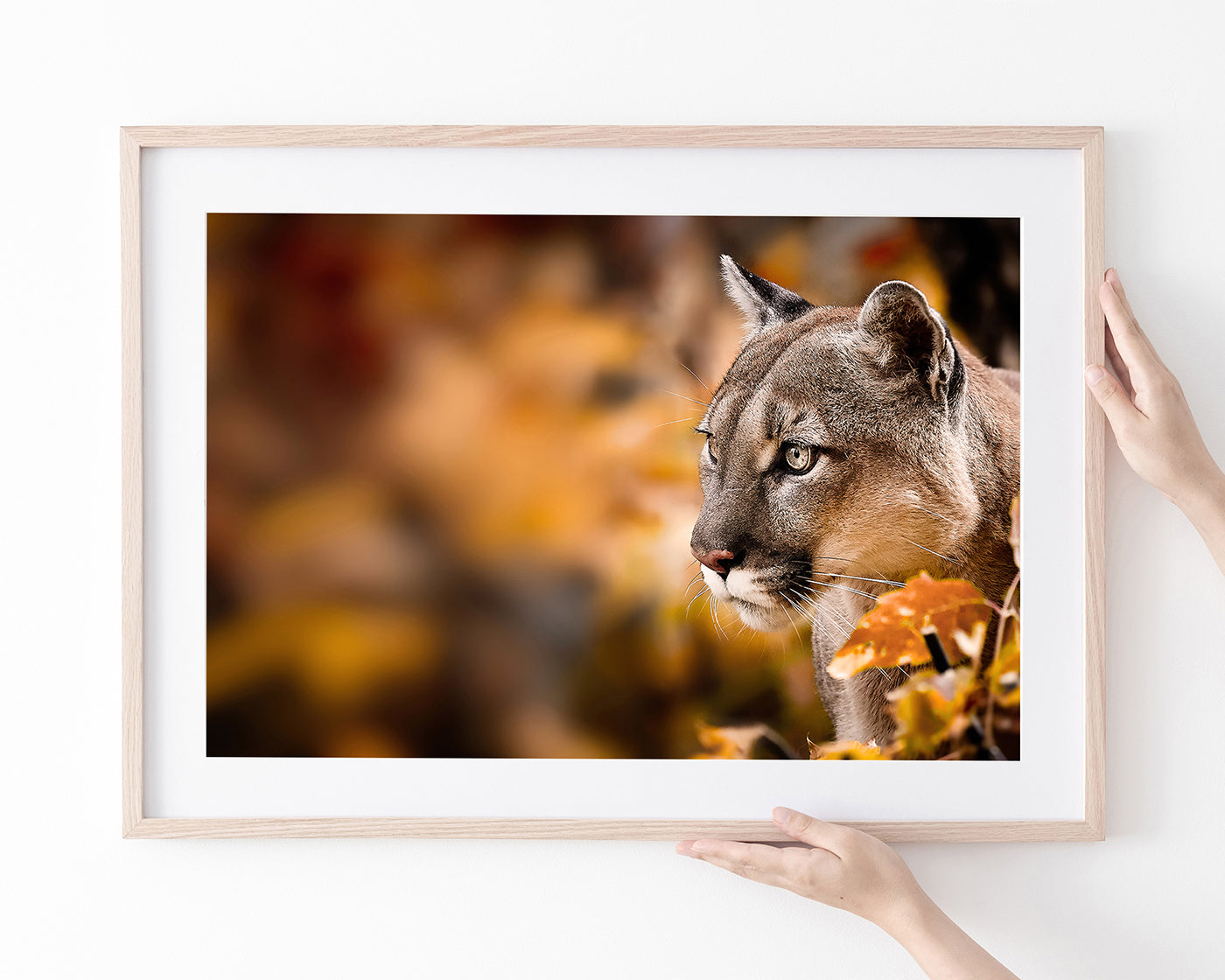 Puma im Herbst