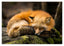 Schlafender Fuchs