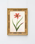 Blume mit orangener Blüte