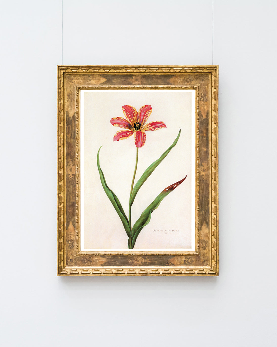 Blume mit orangener Blüte