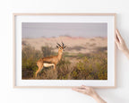 Afrikanische Springbock Antilope