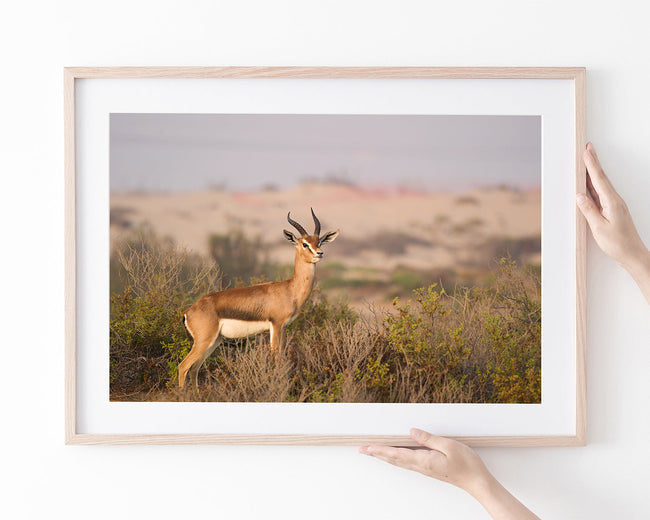 Afrikanische Springbock Antilope Main Image