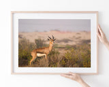 Afrikanische Springbock Antilope
