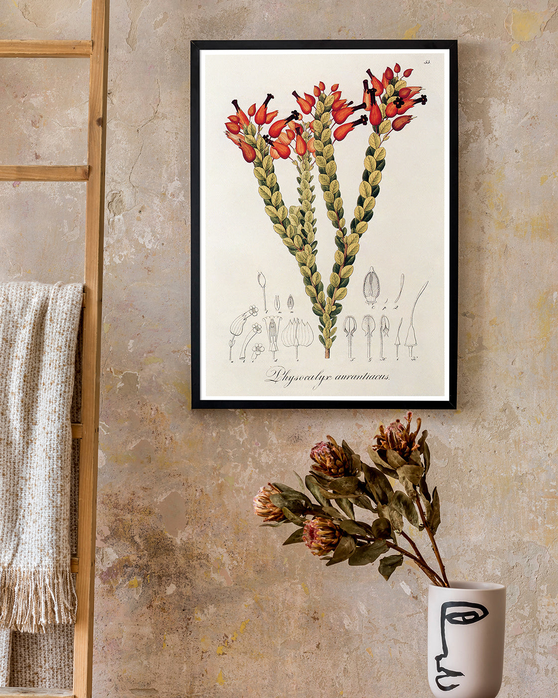 Physocalyx Aurantiacus - rote Blüten