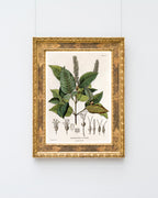 Weinmannia Heterophylla