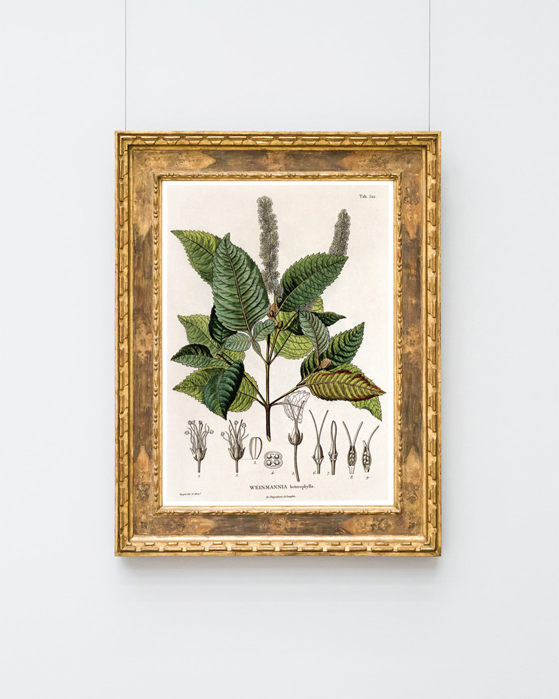 Weinmannia Heterophylla