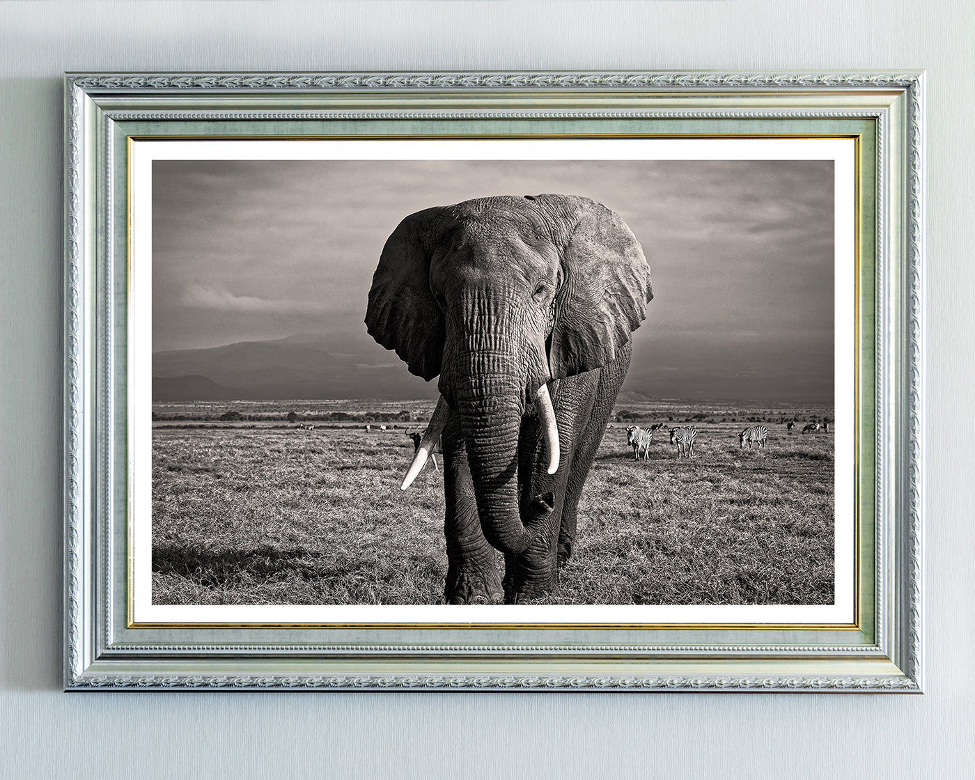 Elefant in Schwarz-Weiß