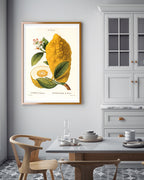 Citrus Medica - Zitrone am Zweig