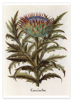 Cinera Cum Flore - Distelblüte