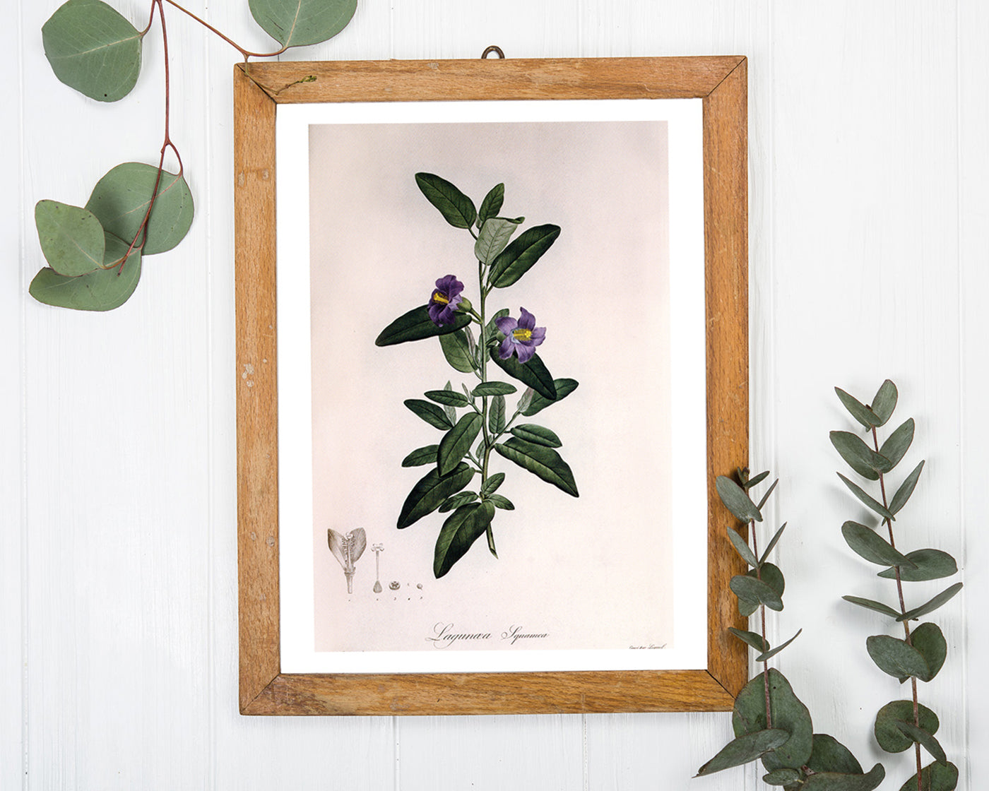 Pflanze mit lila Blüten