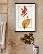 Arundo Indica - Pfahlrohr mit roten Blüten