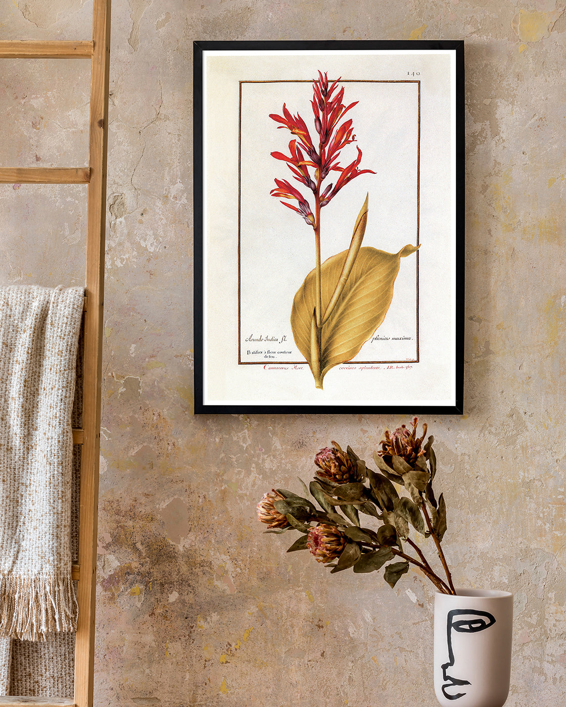 Arundo Indica - Pfahlrohr mit roten Blüten