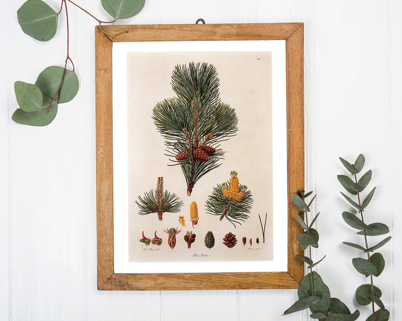 Pinus Pumila - Zwerg-Kiefer - Zweige und Zapfen