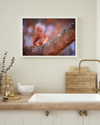 Eichhörnchen auf einem Ast