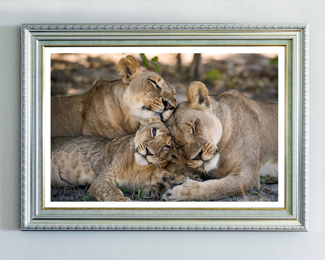 Kuschelnde Löwen Main Image