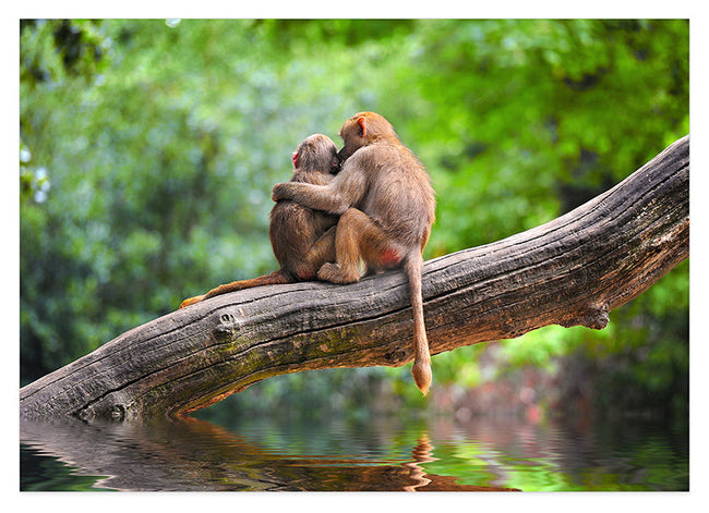 Affen im Regenwald Hover Image