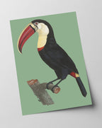 François Levaillant - Tukan auf grünem Hintergrund