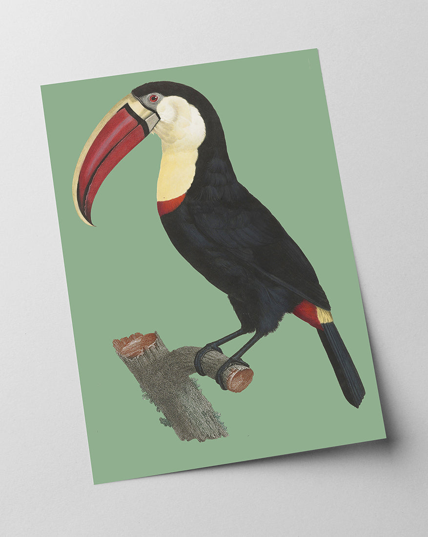 François Levaillant - Tukan auf grünem Hintergrund