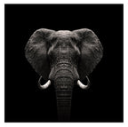 Elefant-Portrait auf schwarzem Hintergrund