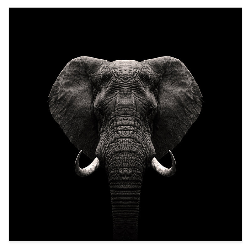 Elefant-Portrait auf schwarzem Hintergrund