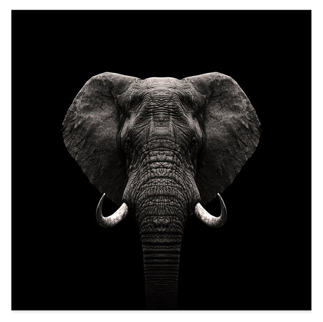 Elefant-Portrait auf schwarzem Hintergrund Hover Image