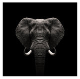 Elefant-Portrait auf schwarzem Hintergrund